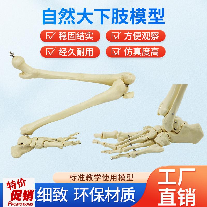 自然大人体上肢下肢骨骼模型成人手臂F肱骨尺桡骨1比1手骨手掌脚