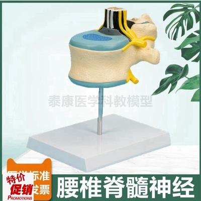 腰椎解剖模型椎管脊髓p神经根蛛网膜软脊膜麻醉科教学中枢周围神