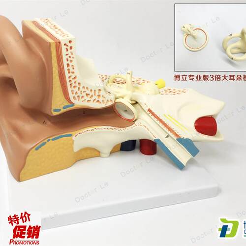 放大3倍耳解剖k模型人体耳朵模型内耳耳蜗半规管鼓膜颅骨底