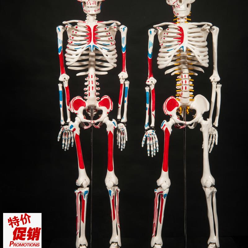 人体骨骼模型85CM骨架模型人体脊H柱模型脊椎模型医学骨骼骷髅