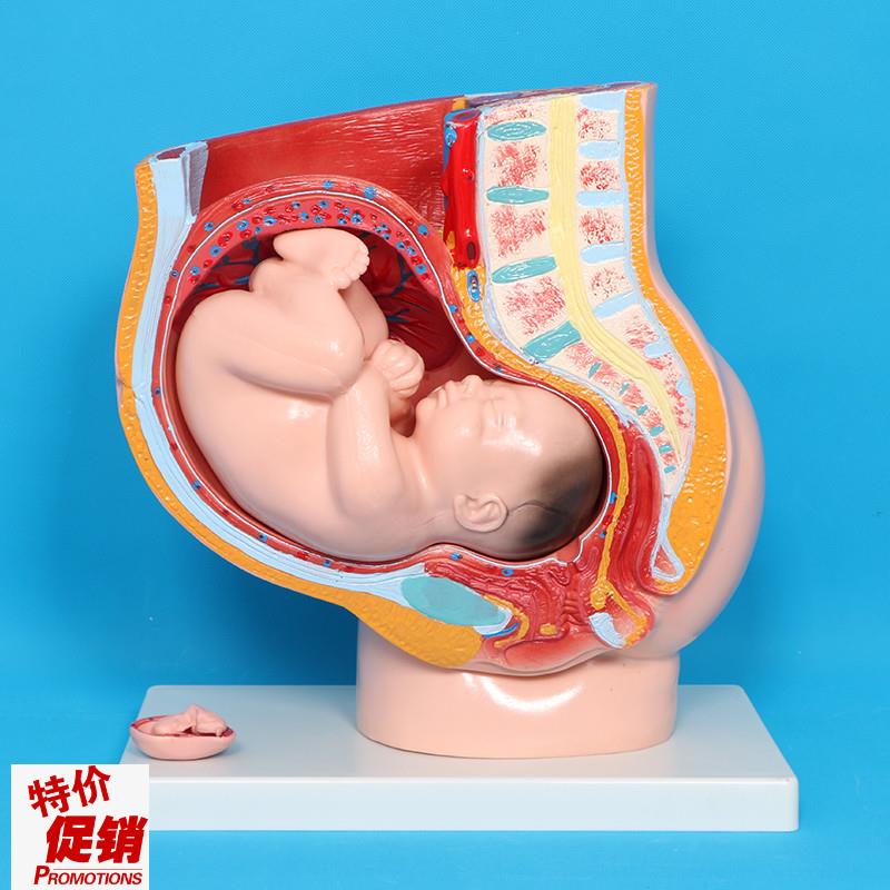 胎儿子宫生殖f模型妇科女性盆腔附足月胎儿解剖模型妊娠发育九个