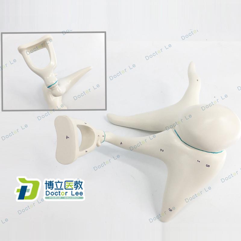 人体内耳听小骨及鼓膜放大模型耳鼻F喉科医患沟通教具医用解剖教