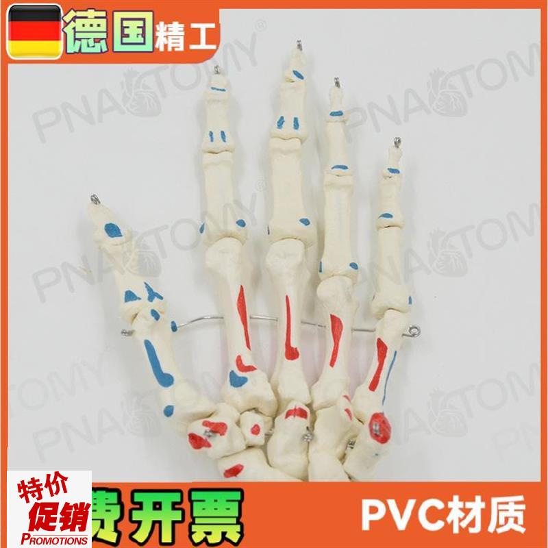 人体手关节模型手骨手骨骼手x心手掌部骨骼结构肌肉着色手指头活