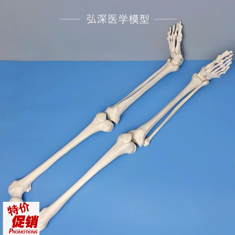 人体下肢关节模型腿骨股s骨胫骨腓骨脚掌骨骼结构骨科医学教学模