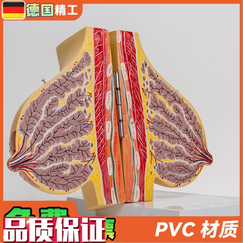 德国】哺乳期女性乳房解剖模型胸部结构模具乳腺剖面乳X教具1比1