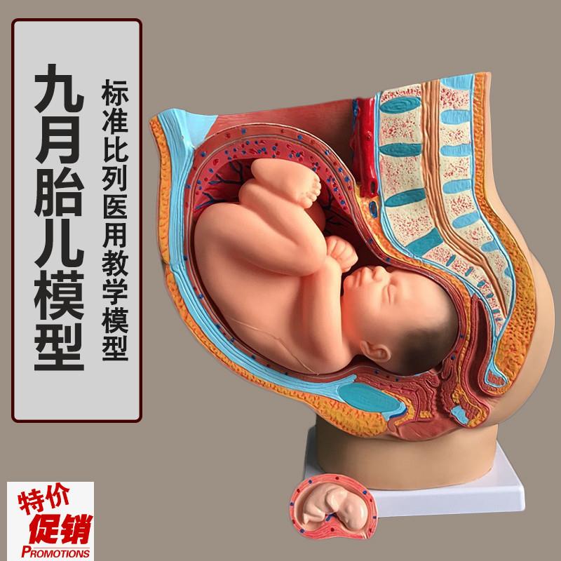 助产示教模型胚胎发o育妊娠9个月女性盆腔骨盆含九个月胎儿模型