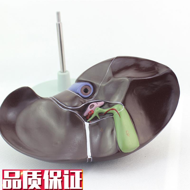 ENOVOd颐诺医学人体肝脏模型肝解剖模型肝门胆囊胆管结构消化系