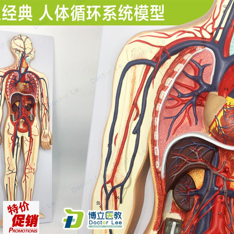 专业教学人体血液循o环系统模型体肺循环心血管介入心脏解剖模型