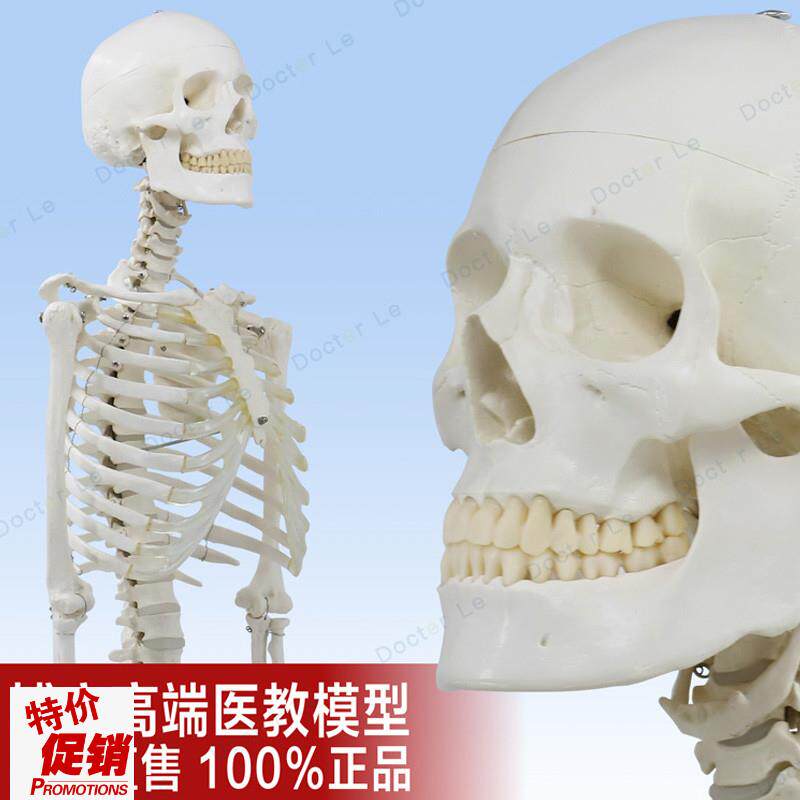 高端美术医用男女1l70cm骨架模型骷髅可拆卸解剖骨骼瑜伽正骨骨科