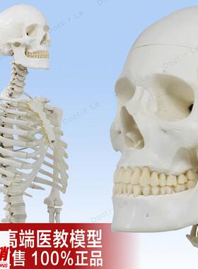 高端美术医用男女1l70cm骨架模型骷髅可拆卸解剖骨骼瑜伽正骨骨科