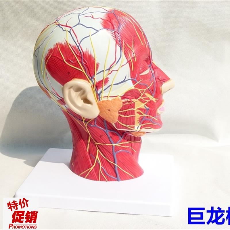 进口人体头骨带肌肉神经血管模型头部剖面脑模型Y人体解剖模型