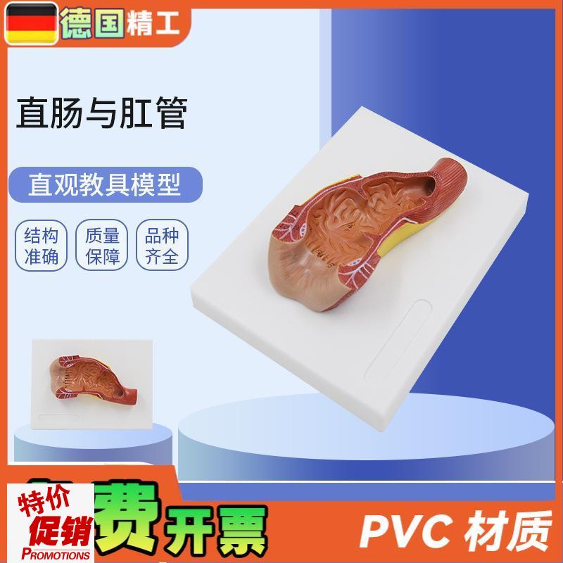 德国】PNT-0453直肠与肛管消化系H统人体解剖模型肠道解剖生物教