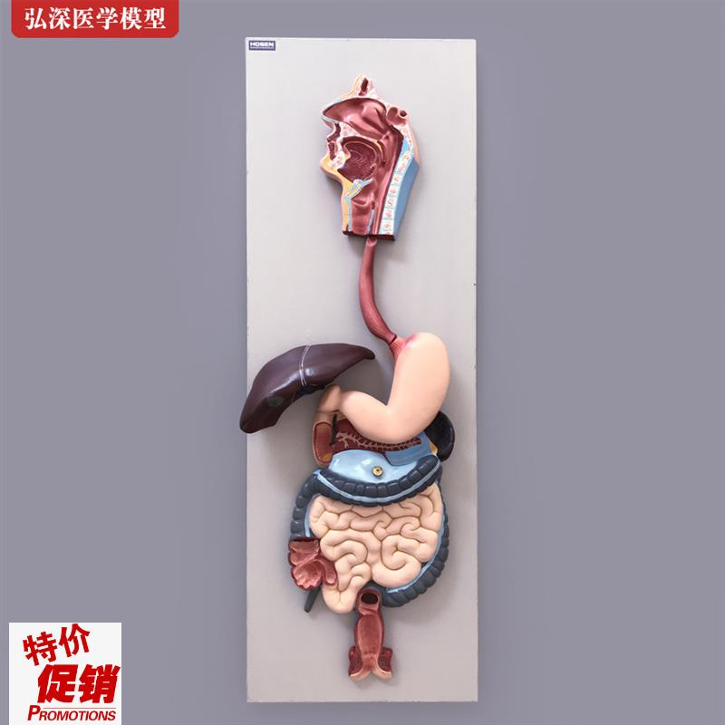 人体消化系统模型胃肠肝胆解剖结构造幼儿园科Q学教学模具医学教