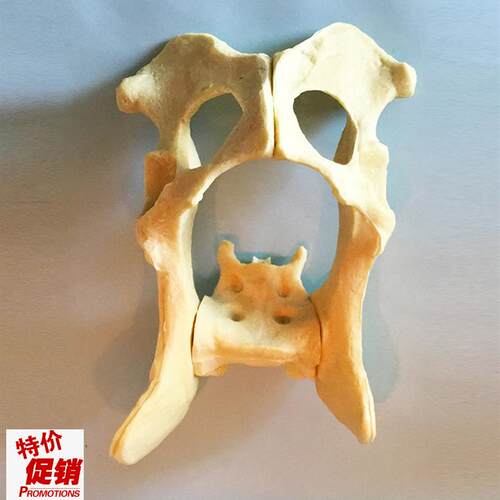 盆骨手术练习仿真骨狗髋骨骨科狗C骨架动物骨骼犬科宠物厂家直销