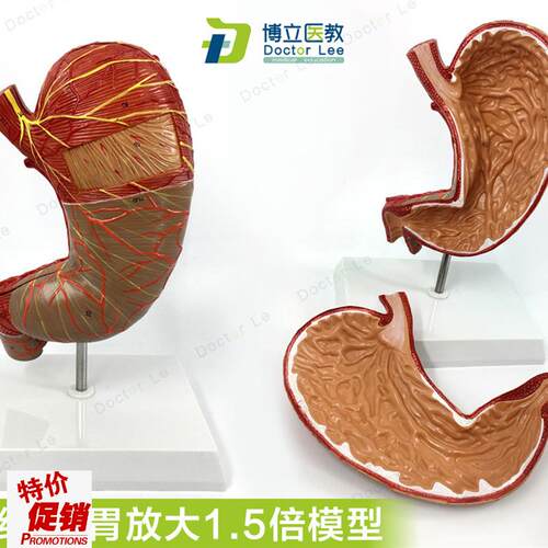 教学仿真1.5倍j胃模型胃解剖模型胃解剖结构标本消化器官十二指肠