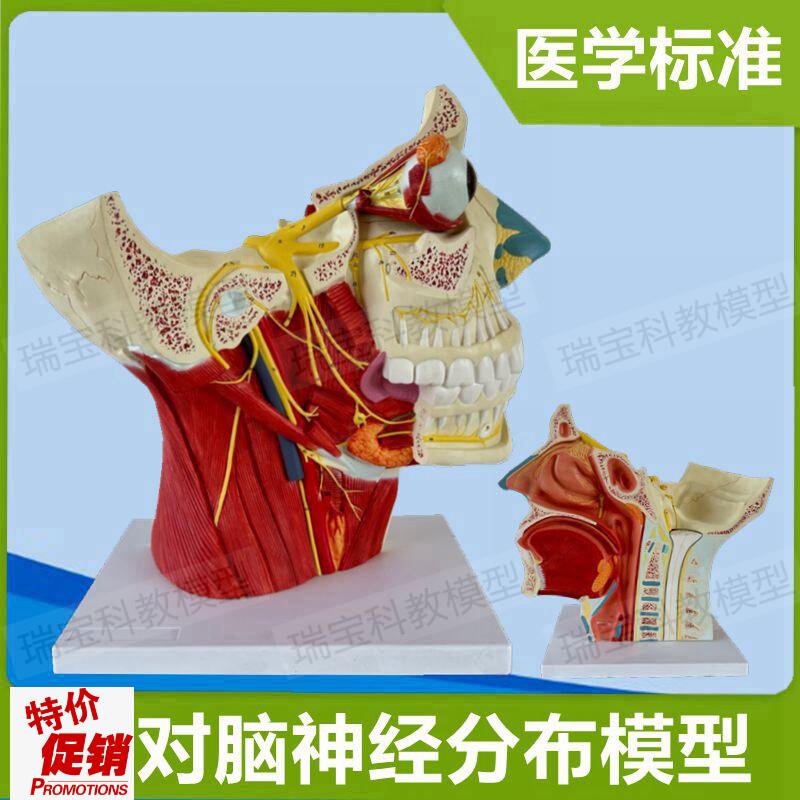 面神经模型三叉头颅12对脑神经分布颅脑外科面部T肌肉血管整形医