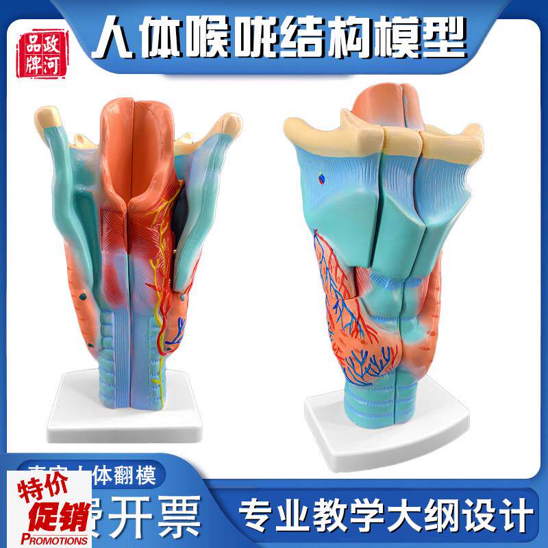 政河咽喉结构解剖模型喉咙血x管甲状腺喉结头医院耳鼻喉科用教学