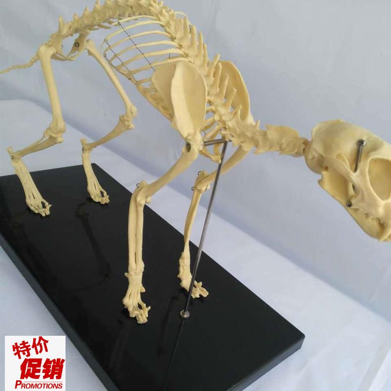 猫骨架动物骨骼k动物骨架兽医教学教具宠物医学教仪模型优惠
