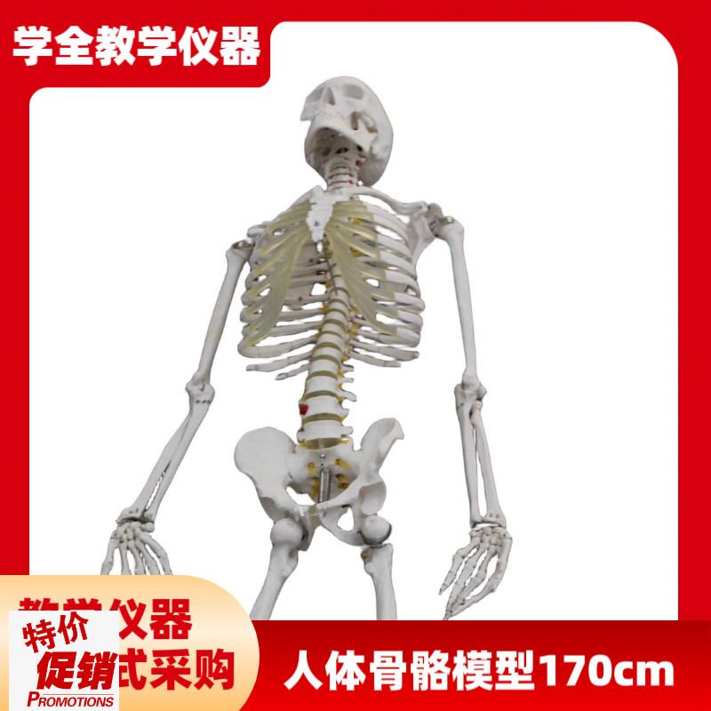 人体骨骼模型(170cm)拆卸A医用骨头全身骨骼小白肌肉解剖模型