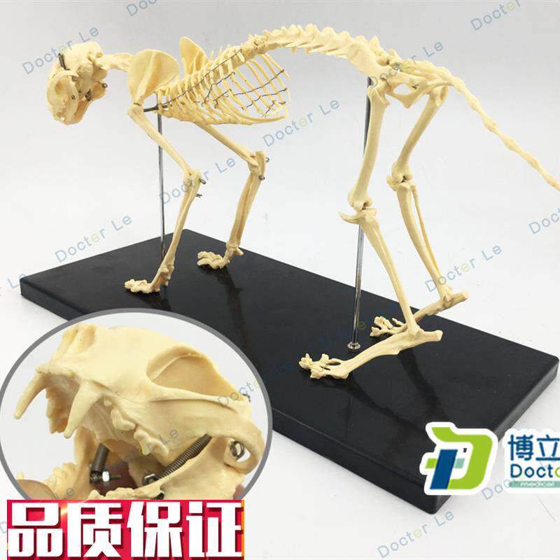 猫模型猫骨模型猫骨架猫骨骼犬模型P猫科模型动物骨架