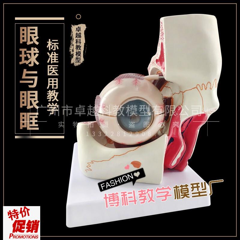 眼球与眼眶解剖结m构放大模型视神经模型感觉器模型眼科配镜验光