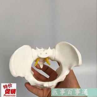 盆骨模型小型人体骨盆模型分娩示E范教学模型桌上礼品模型包邮