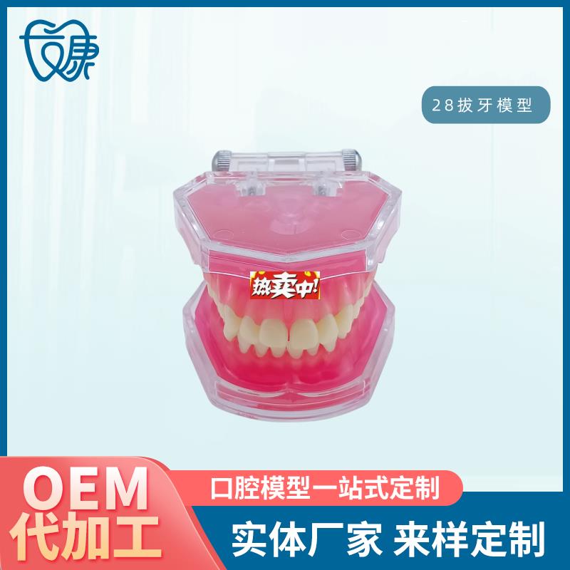 热销28拔牙模型人体牙齿结构解剖模型口C腔牙模具彷真牙科教学牙