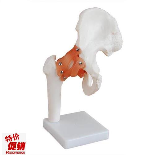 厂家直销自然大髋关节模型带韧带L人体骨骼髋关节模型