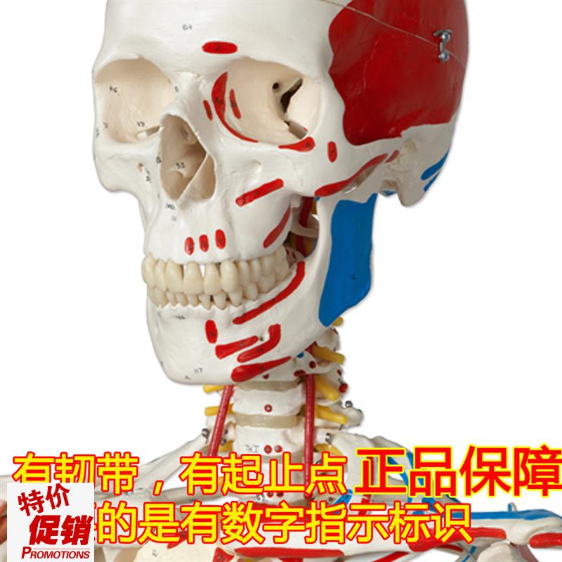 ENOVO颐诺医学170CM人体骨骼模型F肌肉骨架标本解剖脊柱骨科教学