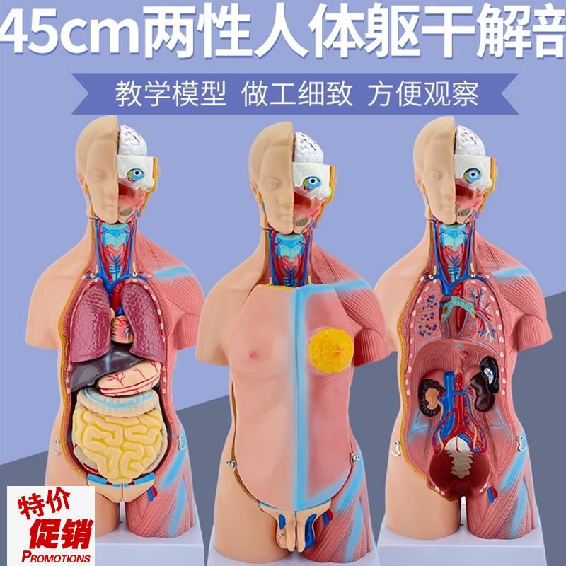 45CM人体g模型解剖心脏骨骼全身结构医学器官儿童躯干玩具内脏拼