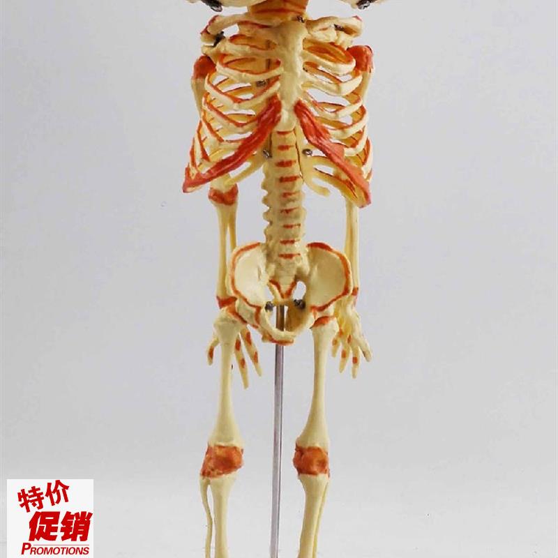 婴儿双头骷髅模型骨骼u骨架人骨模型素描人体教学医用教仪