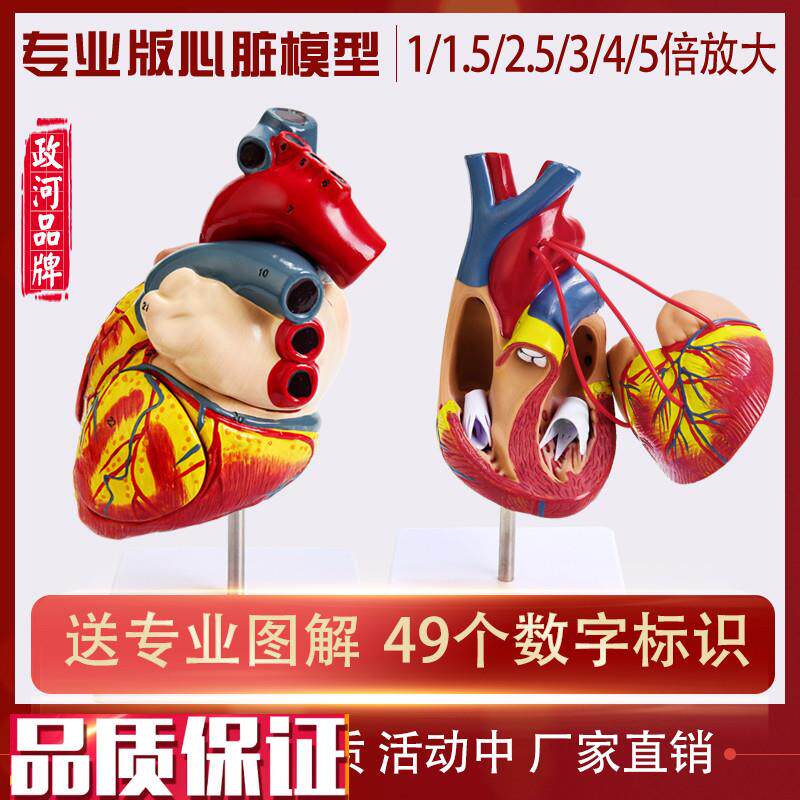 教学仿真1:1人体心n脏模型B超彩超声医学心内科自然大心脏解剖模