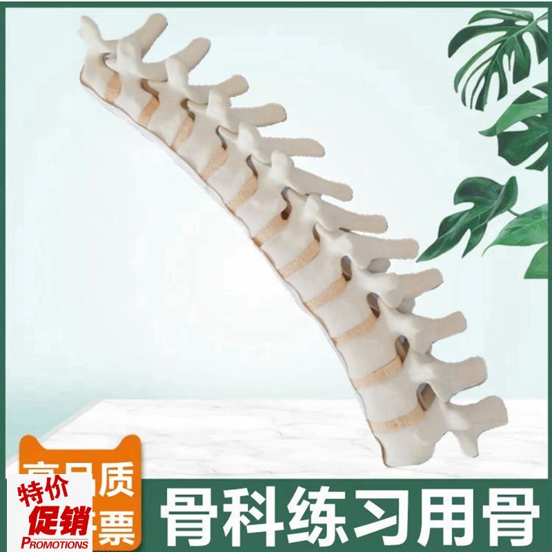 仿真胸椎骨模型1比1假骨头骨科手术练习用临床实U验切割打孔固定