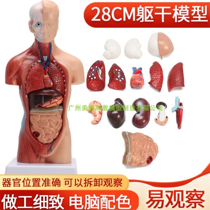 26CM躯干人体内脏解剖模型医学小学科学课实用T教具儿童益智玩具