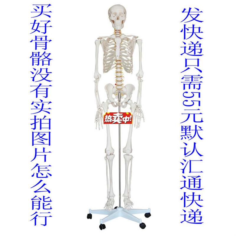热销美术医用170人体骨骼模型17M0CM人人体骨骼模型骨骼标本模