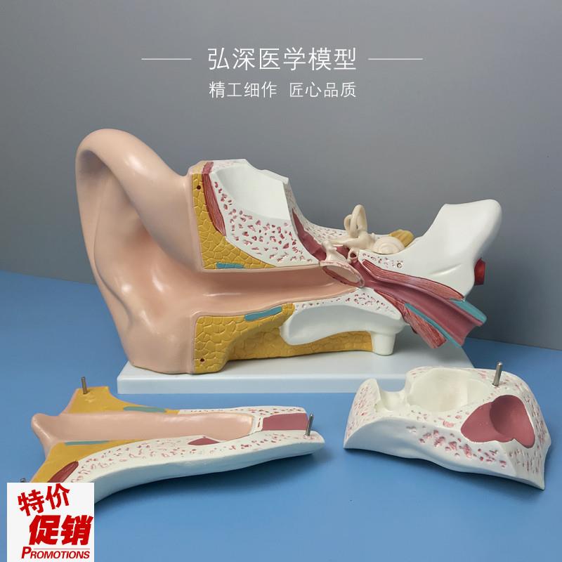 耳朵放大模型五倍k耳道人体器官解剖结构儿童教学模具弘深医学模