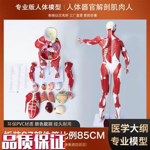 人体教学模型肌肉内脏心脏器官解剖结构教具医R院学校用演示模型