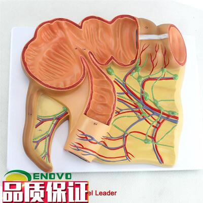 ENOVO正品人体医学回盲部解剖模型盲肠阑尾升结回肠血Z管淋巴模型