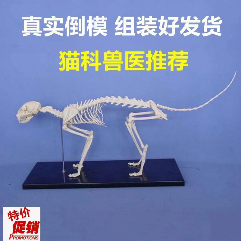 猫骨骼模型全身四肢关节头骨活动脊椎仿H真塑胶动物骨头兽医解剖