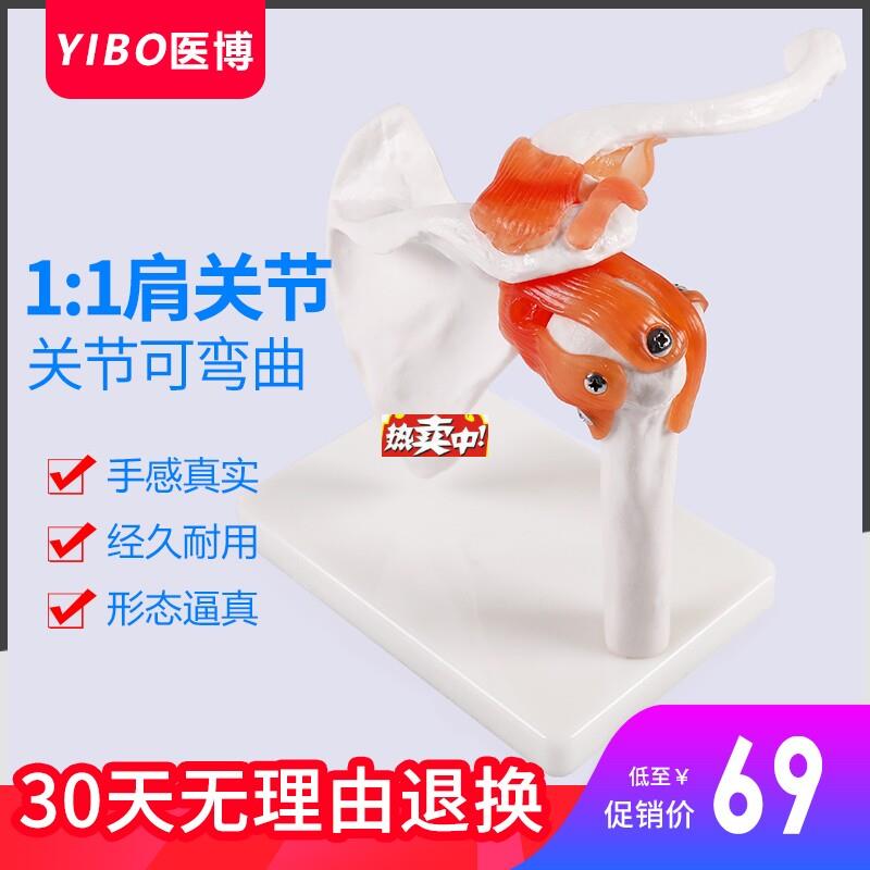 热销人体肩关节模型成人Y肩膀骨头模型带韧带关节模型医学骨骼教