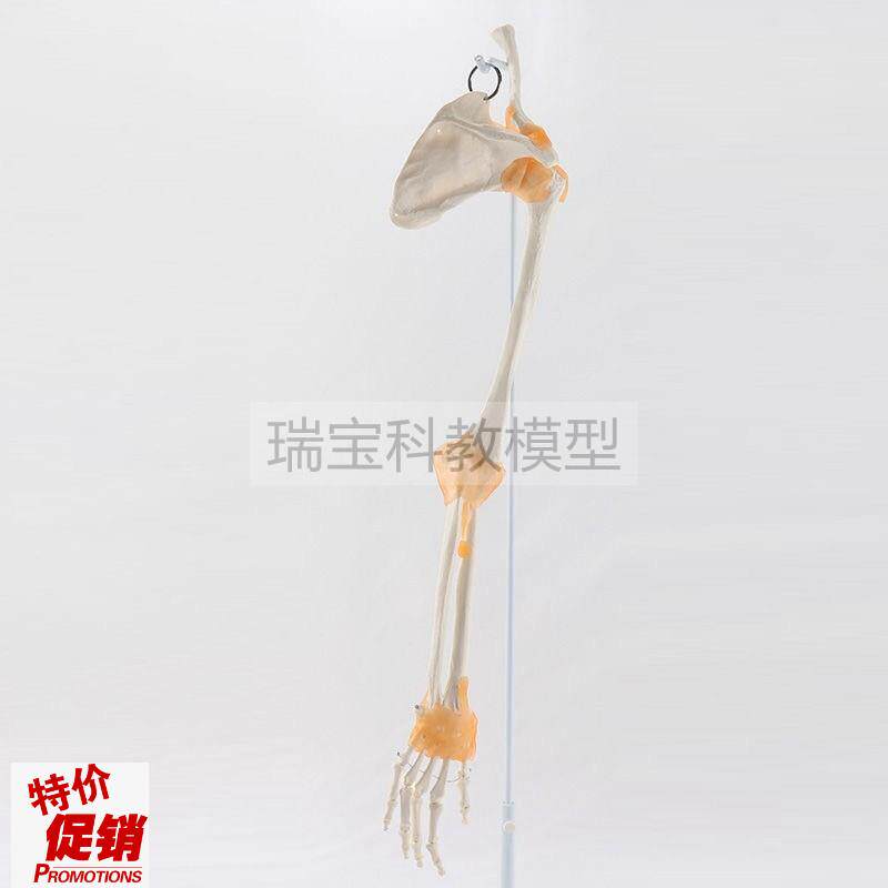 手臂骨模型人体上肢1比1关节韧带四肢左右L侧下肢腿骨康复功能活