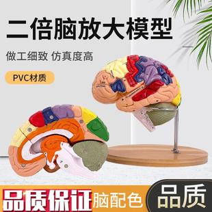 2倍大脑功能分区模型色彩区分脑模型脑I干模型可拆卸4部件教学医