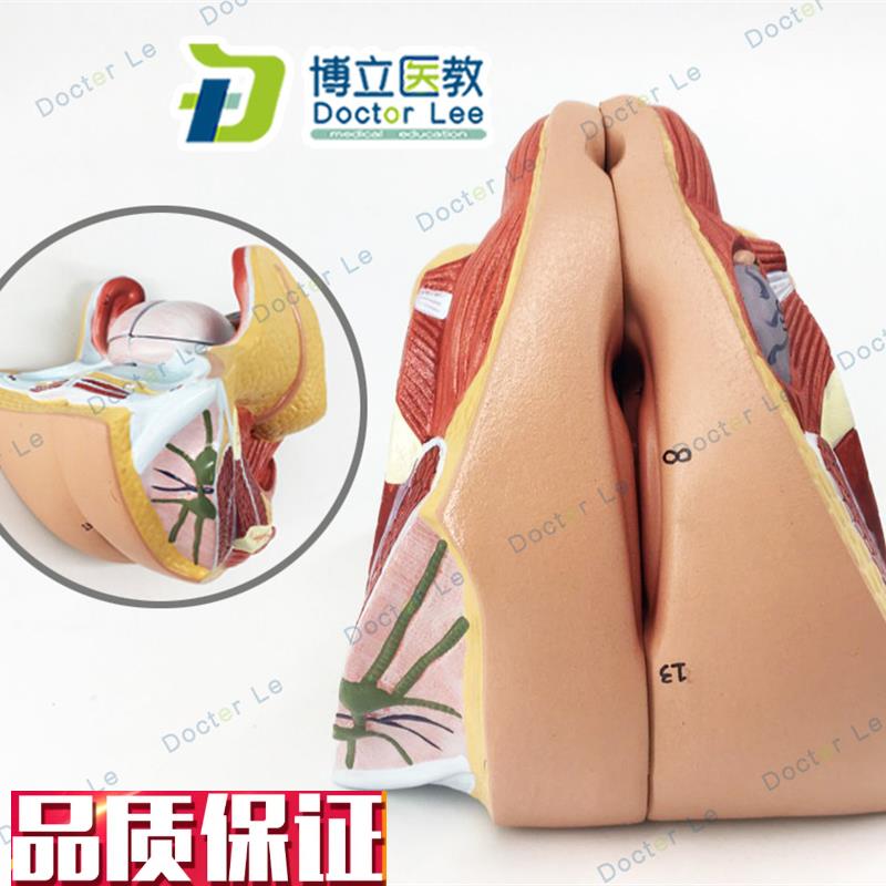 正品女性内生殖器官模型子宫卵B巢生殖结构生殖器层次解剖模型