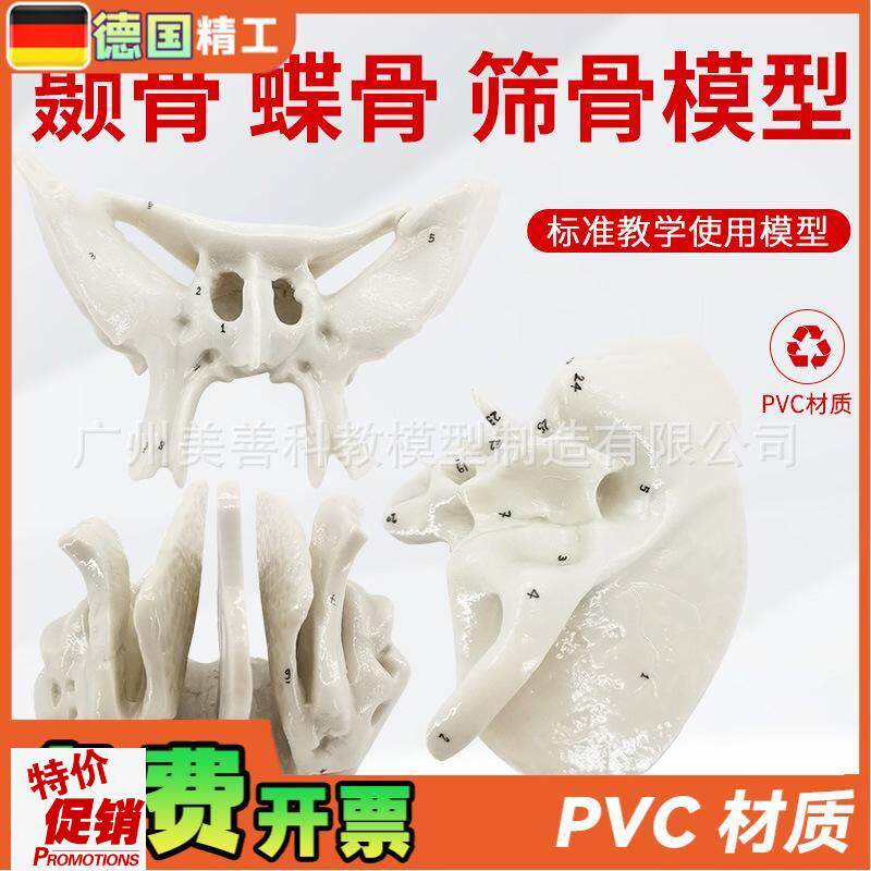 颞骨蝶骨筛骨放大骨骼模u型人体骨骼解剖模型骨科医学骨骼教具