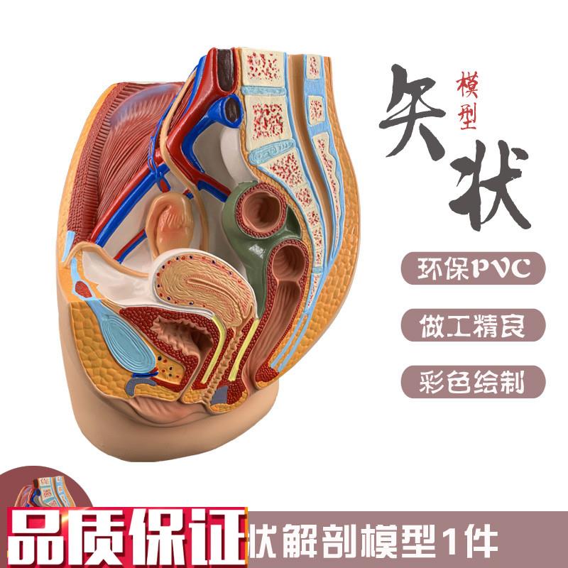 女性盆腔矢状解剖模型女性生殖器官模型N女性生殖系统子宫模型