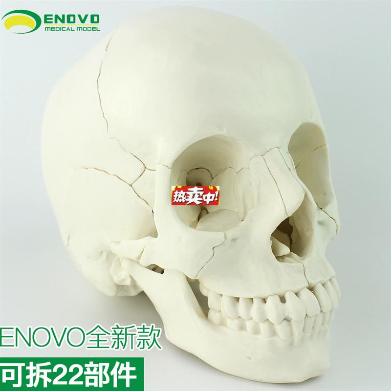 热销ENOVO颐诺医学用可分解人体头骨L模型头颅骨拼装可拆美容微整