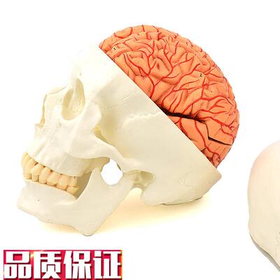 ENOVO颐诺头颅骨附脑动脉模型颅脑动脉血管T大脑解剖头骨模型