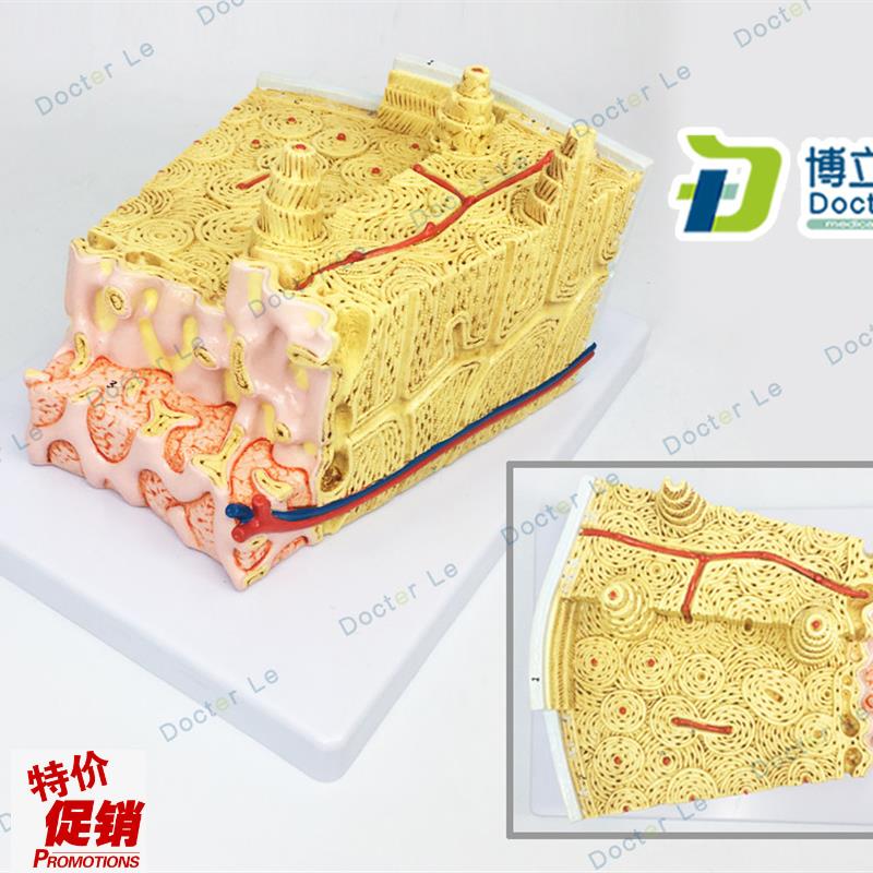 骨结构模型显微解剖模型骨髓z内结构模型骨模型骨组织解剖模