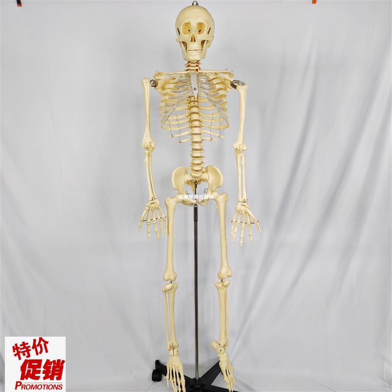 130CM人体骨骼骨架模型带脊A椎神经可活动可拆卸医用教学教具演示