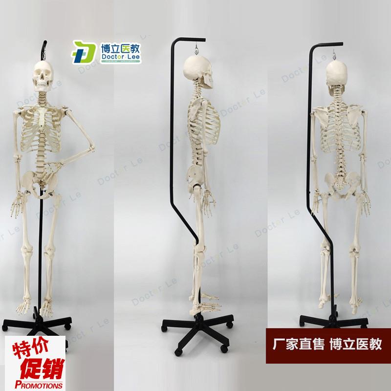 1比1真人仿真大r小骨架模型人体骨骼医用推拿针灸